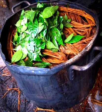 ayahuascával