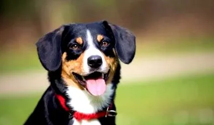 entlebucher