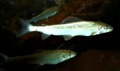 animalelor