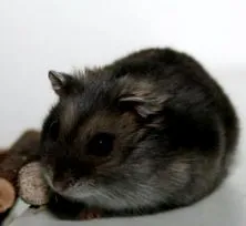színei
