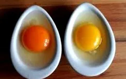 eier