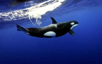 orca orca