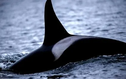 bálna orca