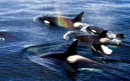 orca lenyűgöző