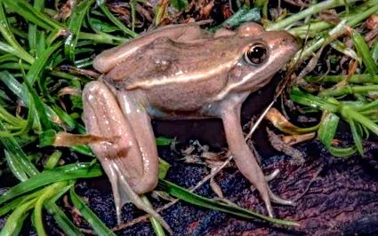 béka