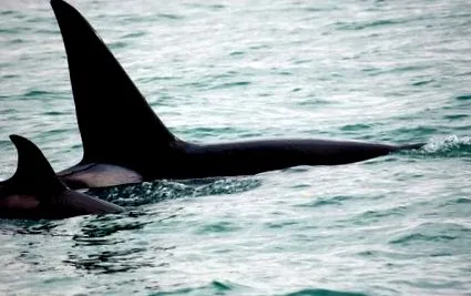 orca gyilkos