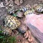 videogaléria