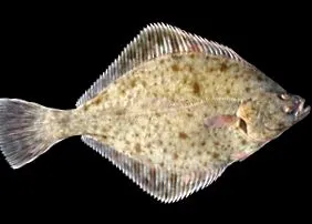 lepényhal