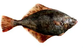 lepényhal