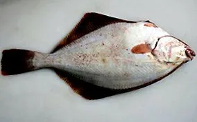 weserbutt