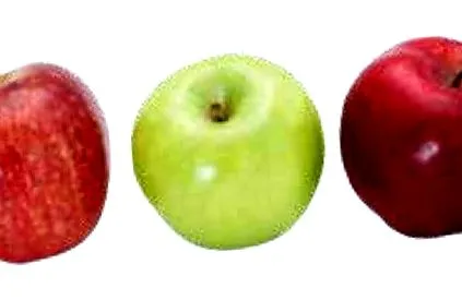 dietele