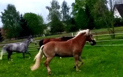 transport