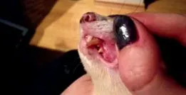 ferret-1x1s