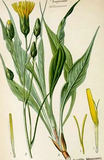 közönséges