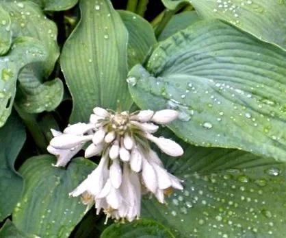 plante