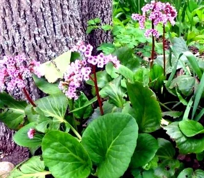 plante