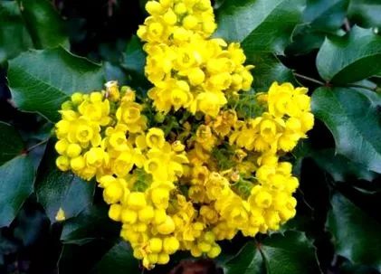 plante