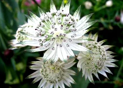plante