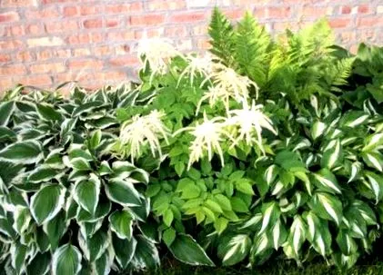 plante