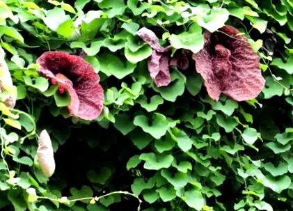 plante