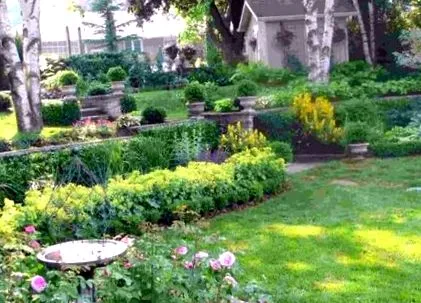 grădină