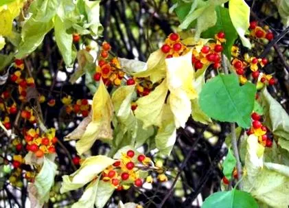 plante
