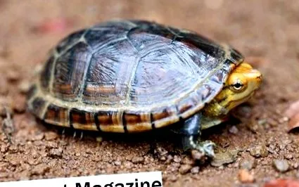 adăpostire