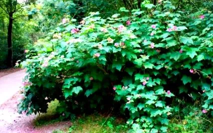 plante