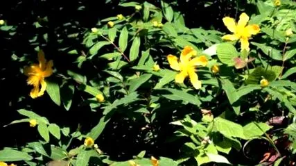 plante