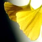 biloba