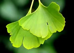 ginkgo
