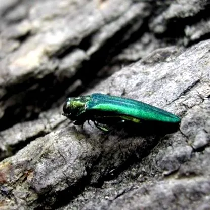 caracteristici