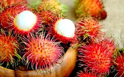 divat rambutan