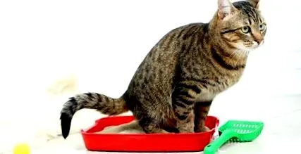 котів
