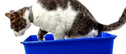 котів