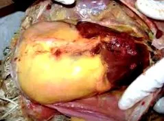 lecitin