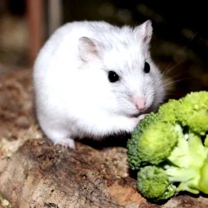 hamsterhilfe