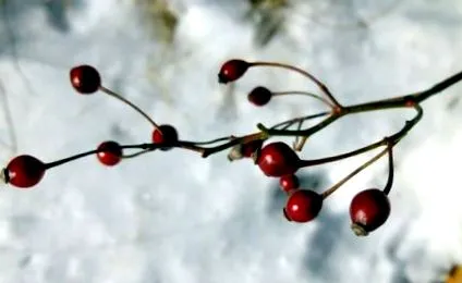 fructele