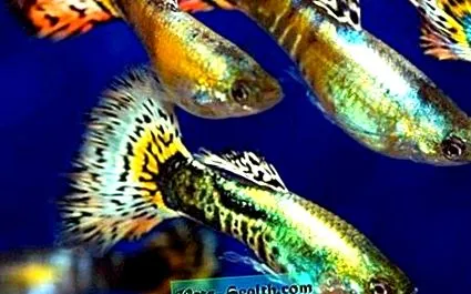 telescoape guppies