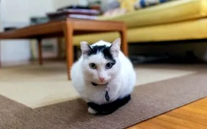 поза