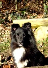 sheltiesimbas