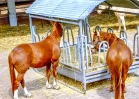 pferd egészségesebb