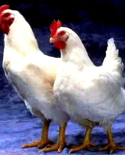 agricultură