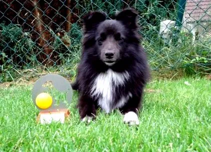 sheltiesimbas