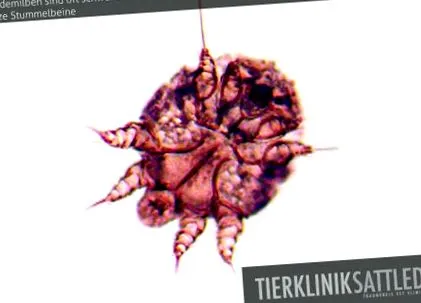 klinika
