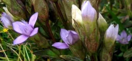 vindecare