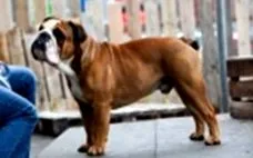 probleme