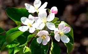 flora