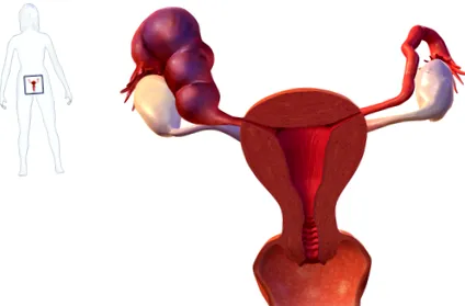 fertilitate
