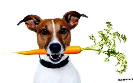 hundefutter